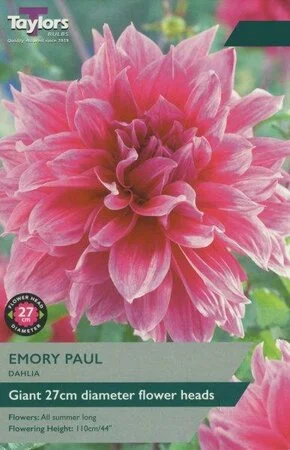 Dahlia Emory Paul I P/P