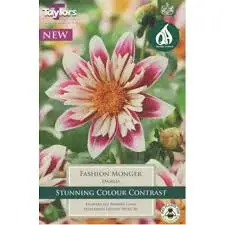 DAHLIA FASHION MONGER I P/P