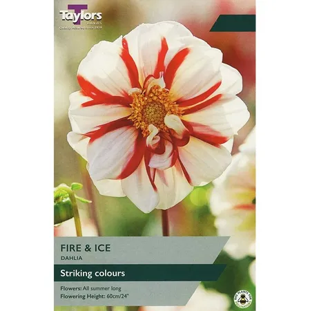 Dahlia Fire And Ice I P/P