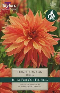 DAHLIA FRENCH CANCAN I P/P