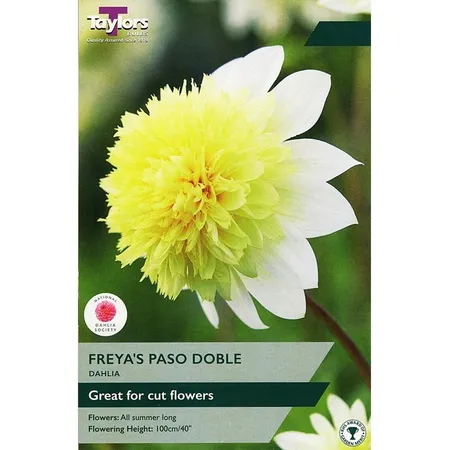 Dahlia Freya'S Paso Doble I P/P