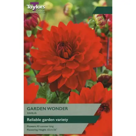 Dahlia Garden Wonder I P/P