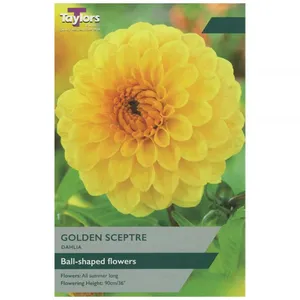 Dahlia Golden Scepter I P/P