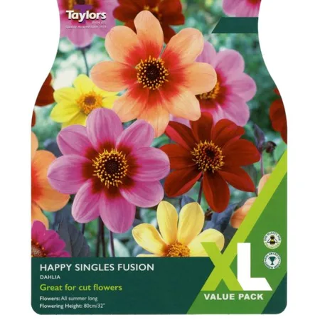 Dahlia Happy Singles Fusion I Xl