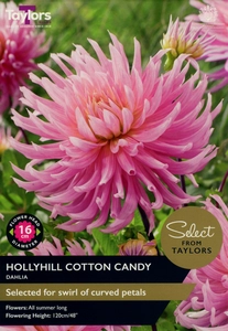 Dahlia Hollyhill Cotton Candy I Sse