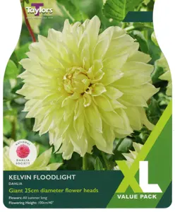 Dahlia Kelvin Floodlight I Xl
