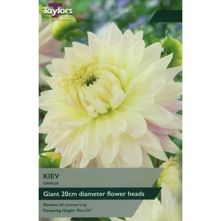 DAHLIA KIEV I