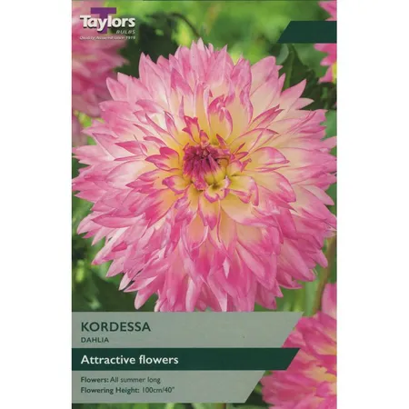 Dahlia Kordessa I P/P