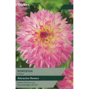 Dahlia Kordessa I P/P