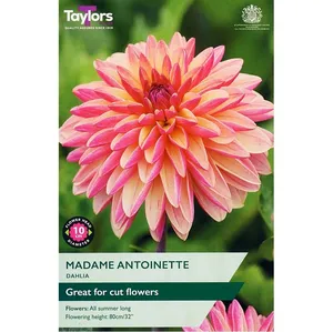 Dahlia Madame Antoinette I P/P