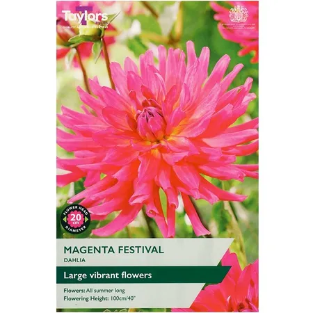 DAHLIA MAGENTA FESTIVAL I P/P