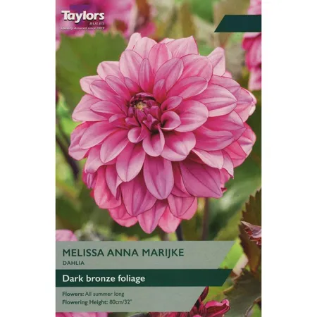 Dahlia Melissa Anna Marijke I P/P