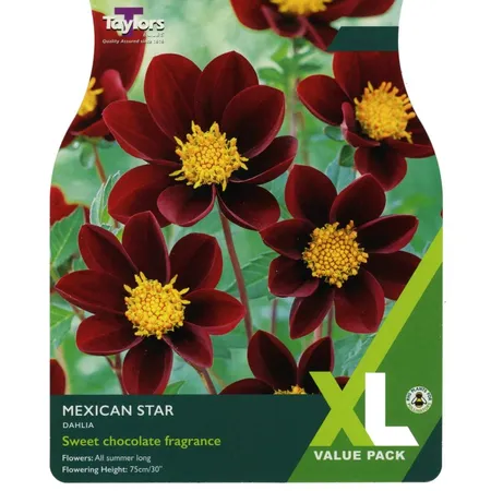 Dahlia Mexican Star I Xl