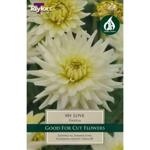 DAHLIA MY LOVE I P/P