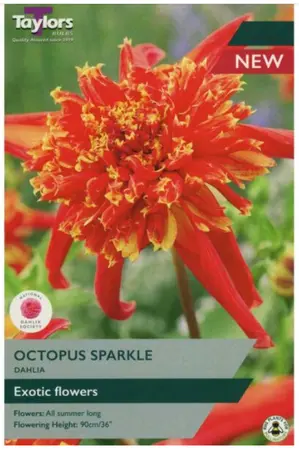 Dahlia Octopus Sparkle I P/P