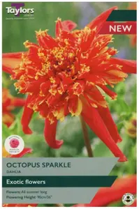 Dahlia Octopus Sparkle I P/P