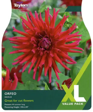 Dahlia Orfeo I Xl