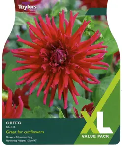 Dahlia Orfeo I Xl