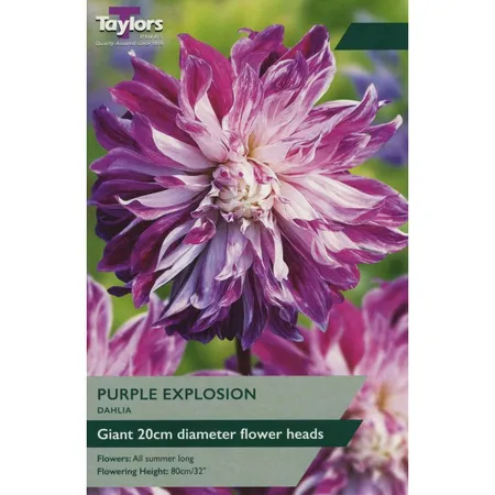 Dahlia Purple Explosion I P/P