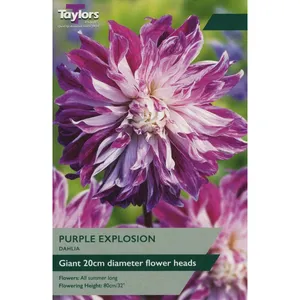 Dahlia Purple Explosion I P/P