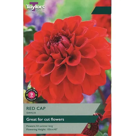 Dahlia Red Cap I P/P