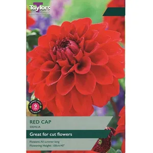 Dahlia Red Cap I P/P