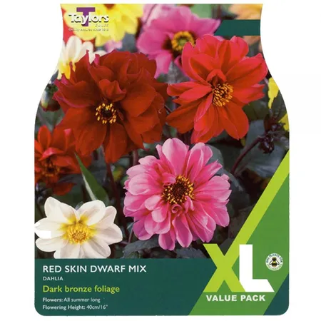 Dahlia Red Skin I Xl