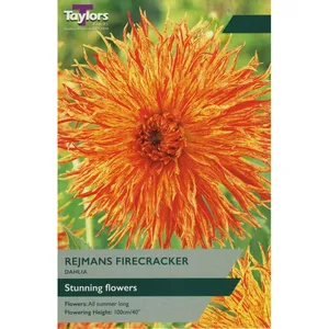 Dahlia Rejmans Firecracker I P/P