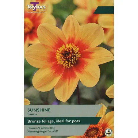 DAHLIA SUNSHINE I P/P