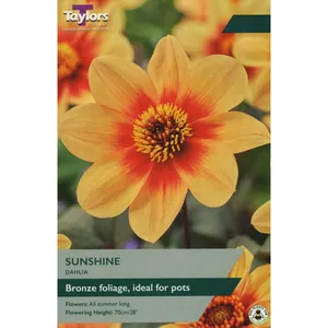 DAHLIA SUNSHINE I P/P