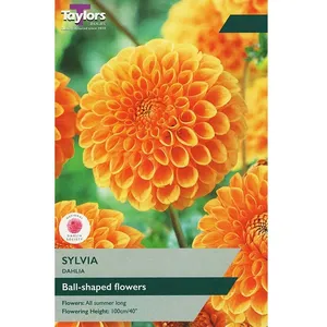 DAHLIA SYLVIA I P/P