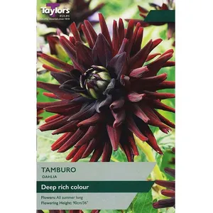 Dahlia Tamburo I P/P