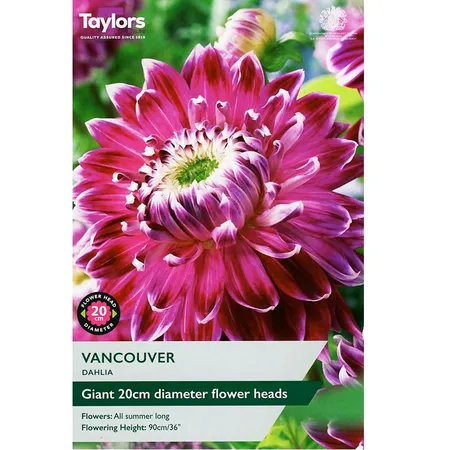 DAHLIA VANCOUVER I P/P