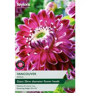 DAHLIA VANCOUVER I P/P