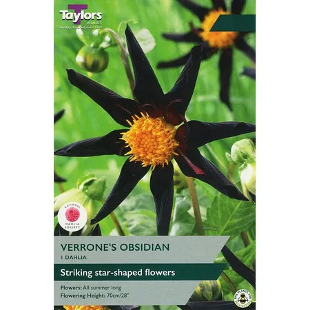 Dahlia Verrone'S Obsidian I P/P