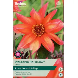 Dahlia Waltzing Mathilda I P/P