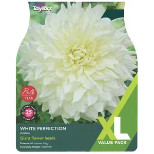 DAHLIA WHITE PERFECTION I XL