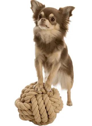 Dog Rope With Ball 13Cm