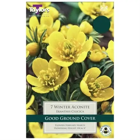 ERANTHIS CILICICA 4+ P/P