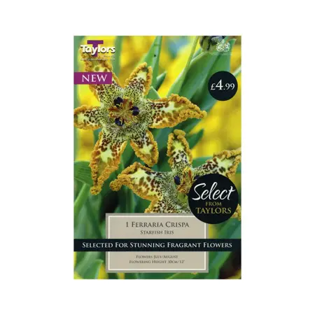 Ferraria Crispa I Sse