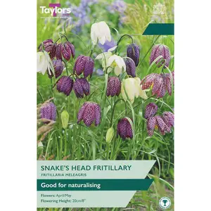 FRITILLARIA MELEAGRIS MIXED 6+ P/P