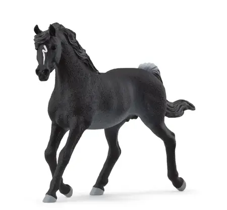 # fw ARAB STALLION