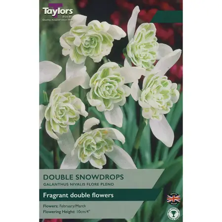 GALANTHUS NIVALIS FLORE PLENO 4-5 P/P