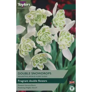GALANTHUS NIVALIS FLORE PLENO 4-5 P/P