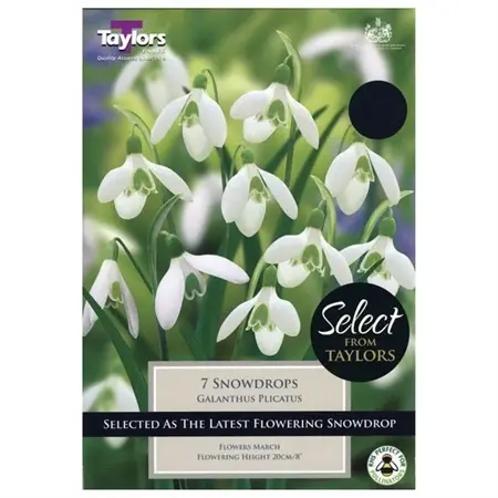 Galanthus Plicatus 4-5 Se