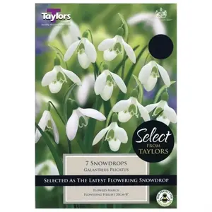 Galanthus Plicatus 4-5 Se