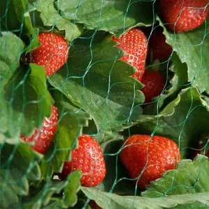 Garden Netting - Green 15mm Mesh 2 x 10m