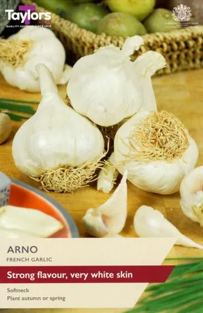 GARLIC ARNO 45-60 P/P