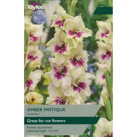 GLADIOLI AMBER MISTIQUE 10-12