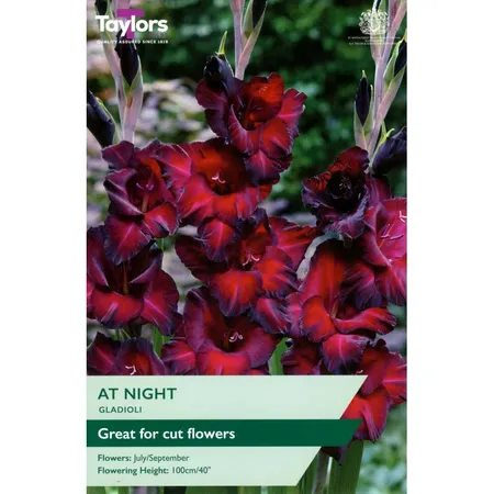 GLADIOLI AT NIGHT 10-12 P/P